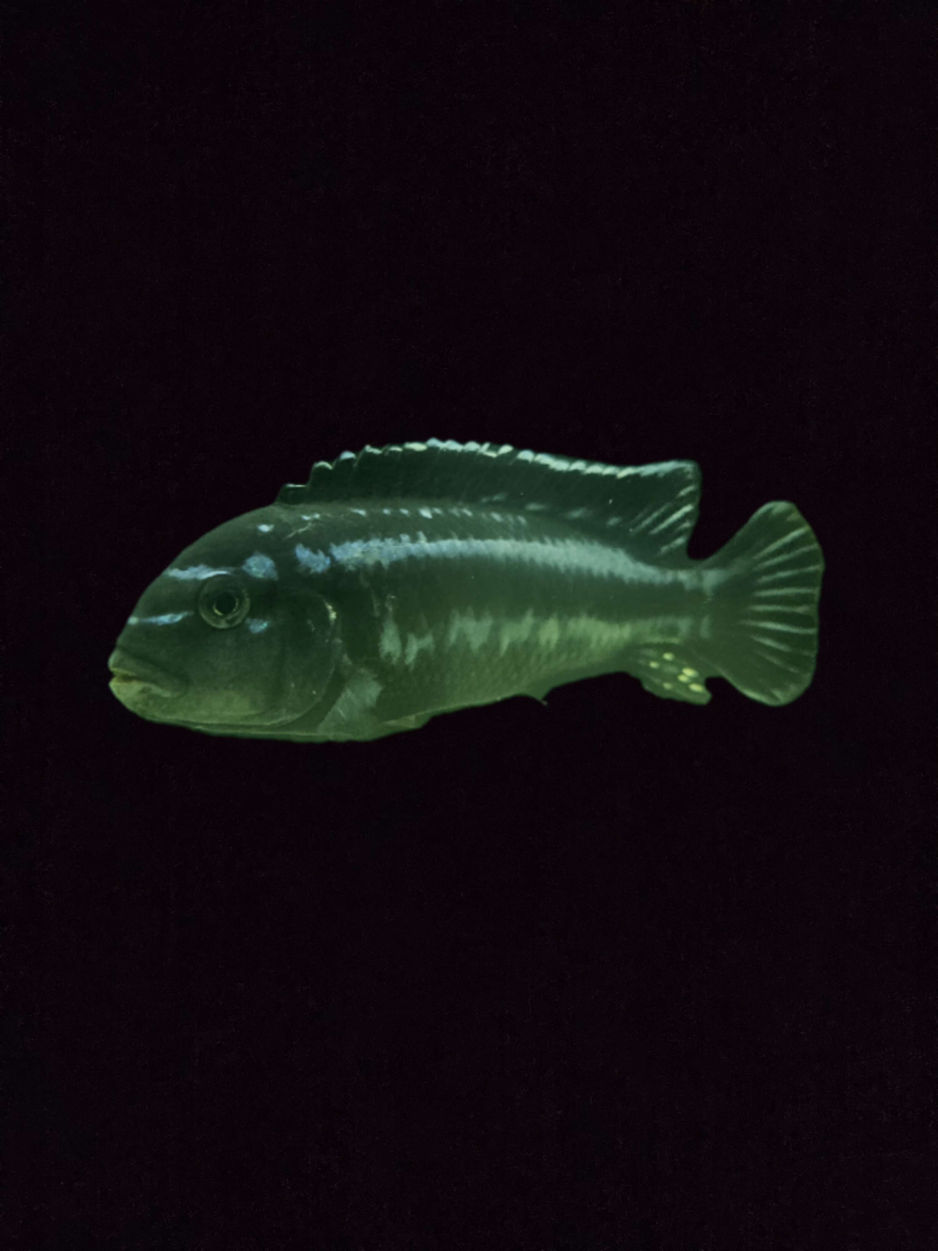 cichlidé malawi